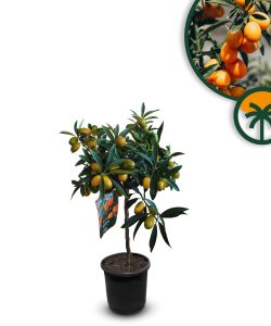 Citrusboom - Kumquatboom - Citrus Fortunella - 90 cm