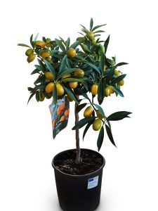 Citrusboom - Kumquatboom - Citrus Fortunella - 90 cm