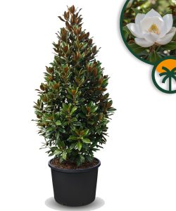 Magnolia Grandiflora 'Gallisoniensis' - 240 cm