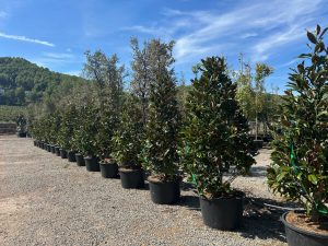 Magnolia Grandiflora 'Gallisoniensis' - 240 cm
