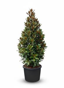 Magnolia Grandiflora 'Gallisoniensis' - 240 cm