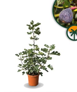 Vijgenboom in Struikvorm - Ficus Carica - Brown Turkey