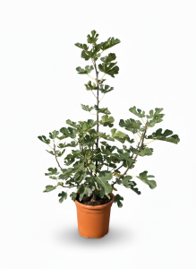 Vijgenboom in Struikvorm - Ficus Carica - Brown Turkey