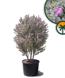 Texas Sage - Leucophyllum Fruticans - 200 cm