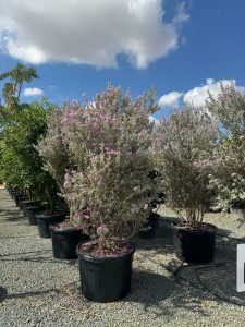 Texas Sage - Leucophyllum Fruticans - 200 cm