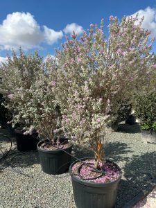 Texas Sage - Leucophyllum Fruticans - 200 cm