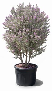 Texas Sage - Leucophyllum Fruticans - 200 cm