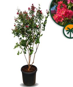 Indische sering - Lagerstroemia Indica - Meerstammig - 200 cm - Rode bloemen