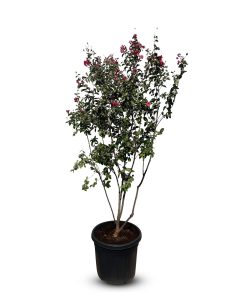 Indische sering - Lagerstroemia Indica - Meerstammig - 200 cm - Rode bloemen