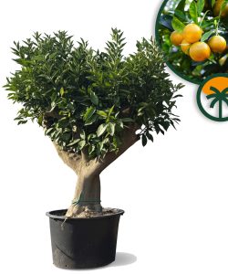 Sinaasappelboom XXL - Citrus Sinensis - 200 cm