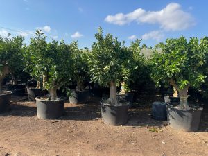Sinaasappelboom XXL - Citrus Sinensis - 200 cm