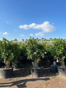 Sinaasappelboom XXL - Citrus Sinensis - 200 cm