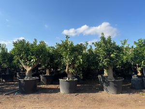 Sinaasappelboom XXL - Citrus Sinensis - 200 cm