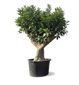 Sinaasappelboom XXL - Citrus Sinensis - 200 cm