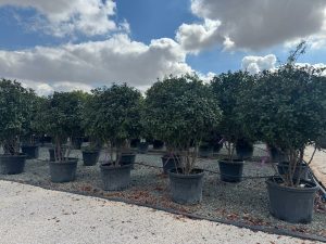 Photinia fraseri ‘Red Robin’ – meerstammige boom – Glansmispel – 220 cm