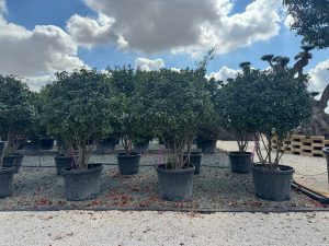 Photinia fraseri ‘Red Robin’ – meerstammige boom – Glansmispel – 220 cm