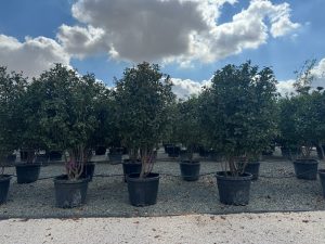 Photinia fraseri ‘Red Robin’ – meerstammige boom – Glansmispel – 220 cm