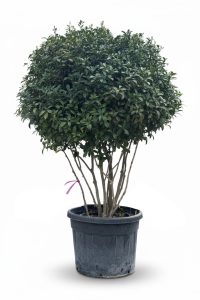 Photinia fraseri ‘Red Robin’ – meerstammige boom – Glansmispel – 220 cm