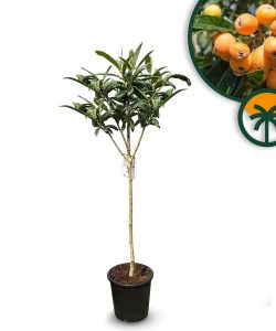 Japanse Wolmispel - Eriobotrya japonica - 160 cm