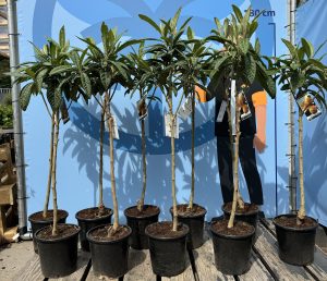 Japanse Wolmispel - Eriobotrya japonica - 160 cm