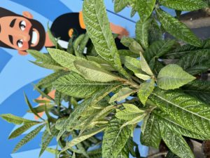 Japanse Wolmispel - Eriobotrya japonica - 160 cm