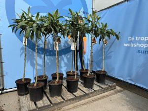 Japanse Wolmispel - Eriobotrya japonica - 160 cm