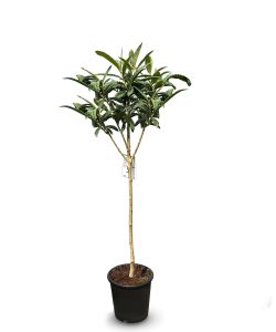 Japanse Wolmispel - Eriobotrya japonica - 160 cm