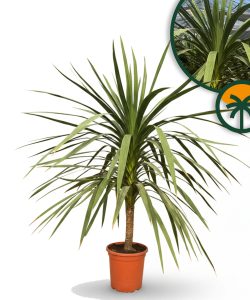 Palmboom - Cordyline australis