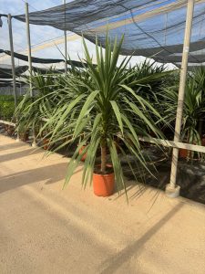 Palmboom - Cordyline australis