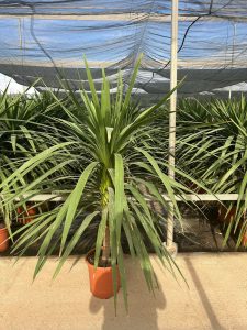 Palmboom - Cordyline australis