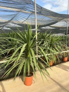 Palmboom - Cordyline australis