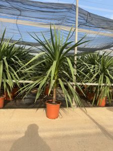 Palmboom - Cordyline australis