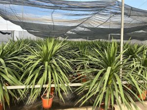 Palmboom - Cordyline australis