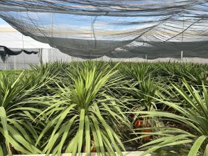 Palmboom - Cordyline australis