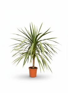 Palmboom - Cordyline australis