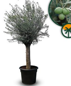 Olijfboom - Olea Europaea - 50 jaar oude boom - 250 cm