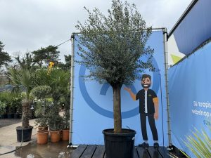Olijfboom - Olea Europaea - 50 jaar oude boom - 250 cm