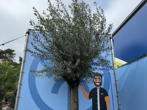 Olijfboom - Olea Europaea - 50 jaar oude boom - 250 cm