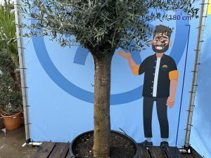 Olijfboom - Olea Europaea - 50 jaar oude boom - 250 cm