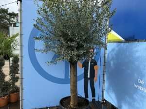 Olijfboom - Olea Europaea - 50 jaar oude boom - 250 cm