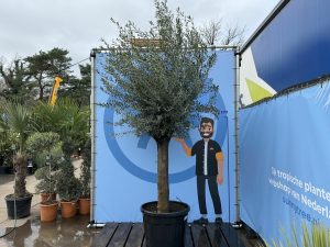 Olijfboom - Olea Europaea - 50 jaar oude boom - 250 cm