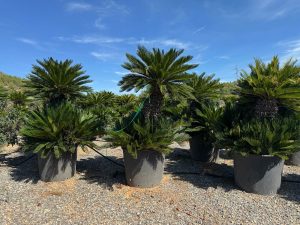 Palmboom - Cycas Revoluta XXL