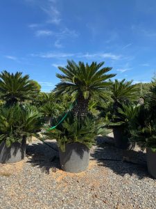 Palmboom - Cycas Revoluta XXL