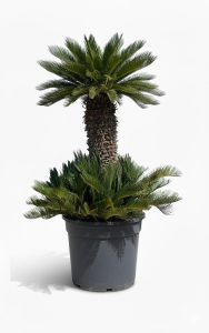 Palmboom - Cycas Revoluta XXL