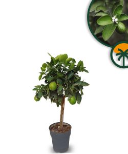 Limoenboom - Citrus Latifolia - 90 cm