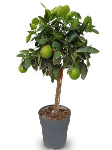 Limoenboom - Citrus Latifolia - 90 cm