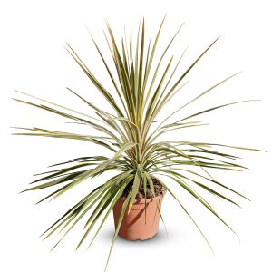 Palmboom - Cordyline australis ‘Dazzler'