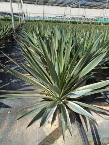 Palmboom - Yucca Gloriosa Variegata