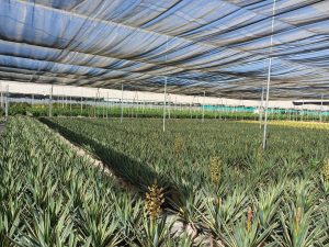 Palmboom - Yucca Gloriosa Variegata