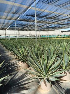 Palmboom - Yucca Gloriosa Variegata